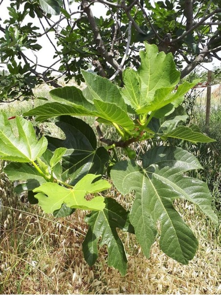 Fig leaves, Herbal tea 70-500g