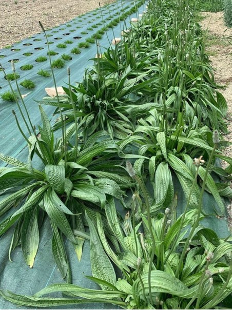 Plantain, Herbal tea 70g