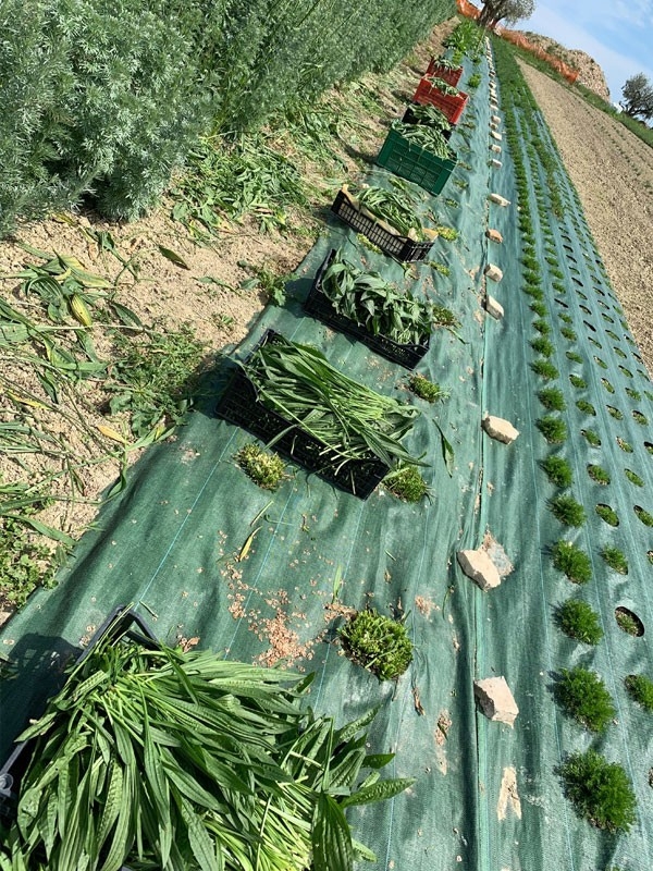 Piantaggine, Tisana 50-500g e 1kg-Tisane ed Essiccati