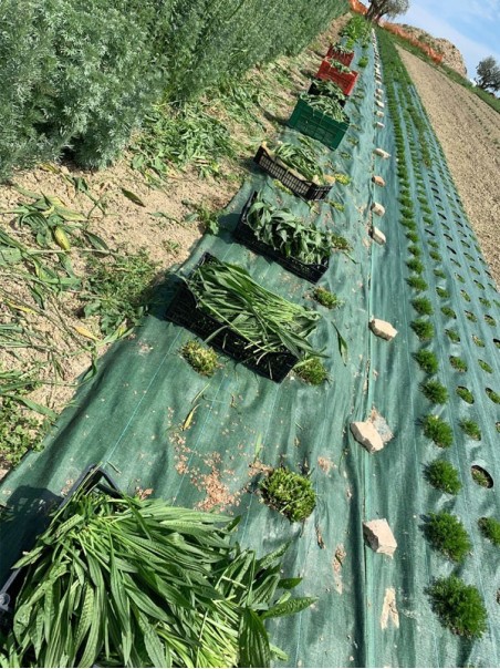 Piantaggine, Tisana 50-500g e 1kg-Tisane ed Essiccati