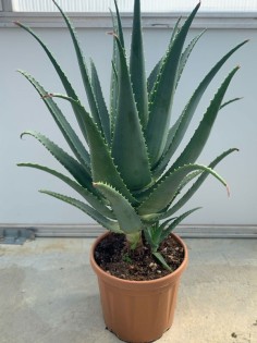 Pianta di Aloe Arborescens di 5-6 anni a foglia grande-Piante di Aloe