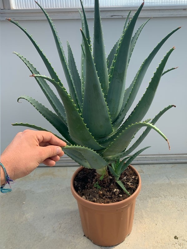 Pianta di Aloe Arborescens di 5-6 anni a foglia grande-Piante di Aloe