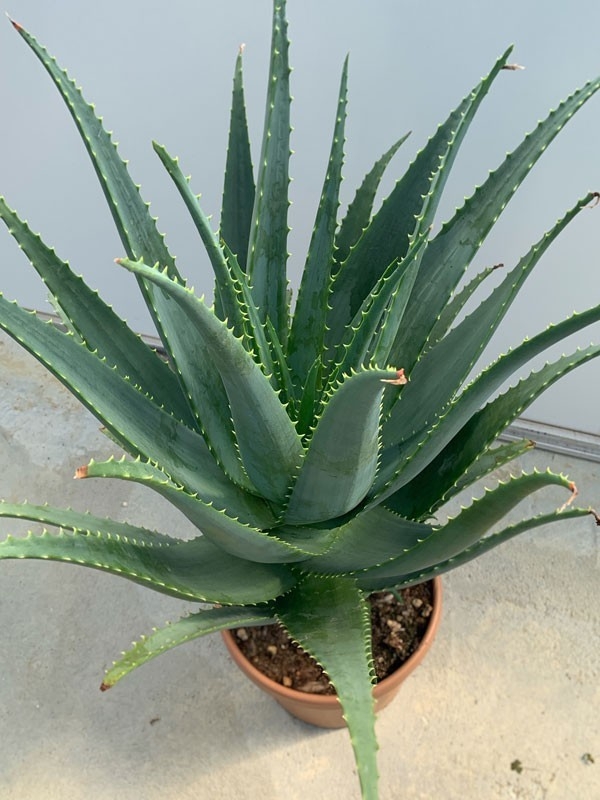Pianta di Aloe Arborescens di 5-6 anni a foglia grande-Piante di Aloe