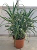 Pianta di Aloe Arborescens di 5 anni