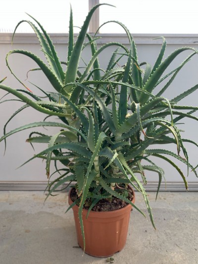 Plante d'Aloe Arborescens de 5-6 ans