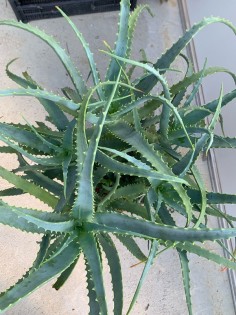 Aloe Arborescens Plant - 4 Years old 2