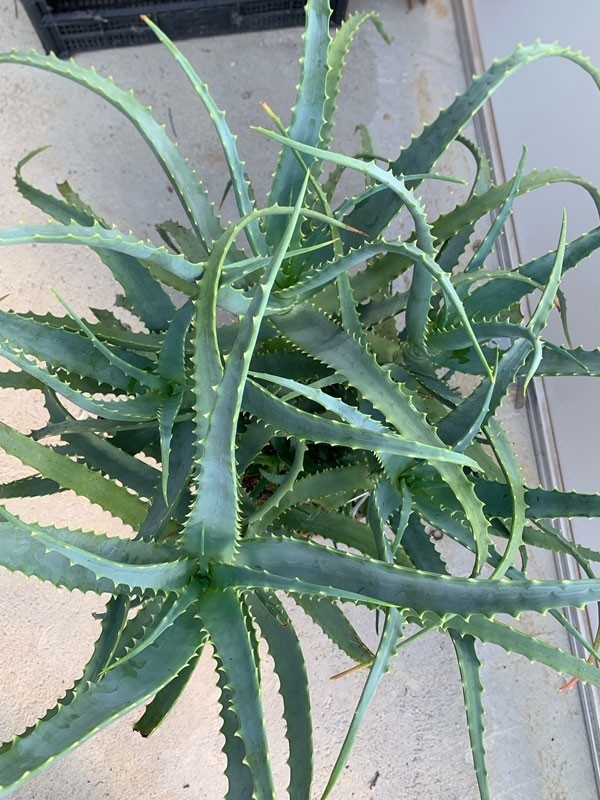 Pianta di Aloe Arborescens di 4 anni-Piante di Aloe