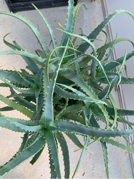 Pianta di Aloe Arborescens di 4 anni-Piante di Aloe