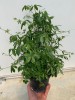 Pianta di Gynostemma pentaphyllum, vaso da 16 cm-Piante della Salute