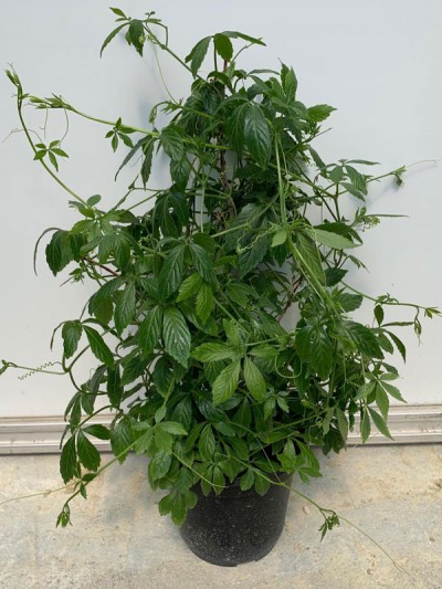 Pianta di Gynostemma pentaphyllum, vaso da 16 cm-Piante della Salute