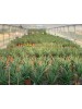 Pianta di Aloe Arborescens di 5-6 anni a foglia grande-Piante di Aloe