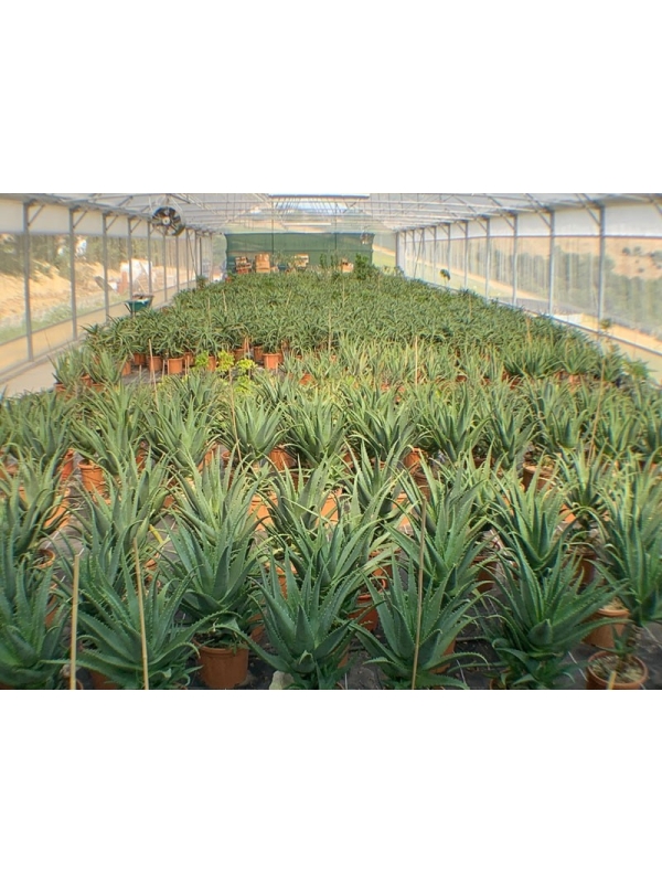 Pianta di Aloe Arborescens di 5-6 anni a foglia grande-Piante di Aloe