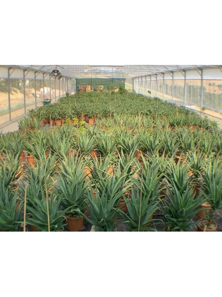 Pianta di Aloe Arborescens di 5-6 anni a foglia grande-Piante di Aloe