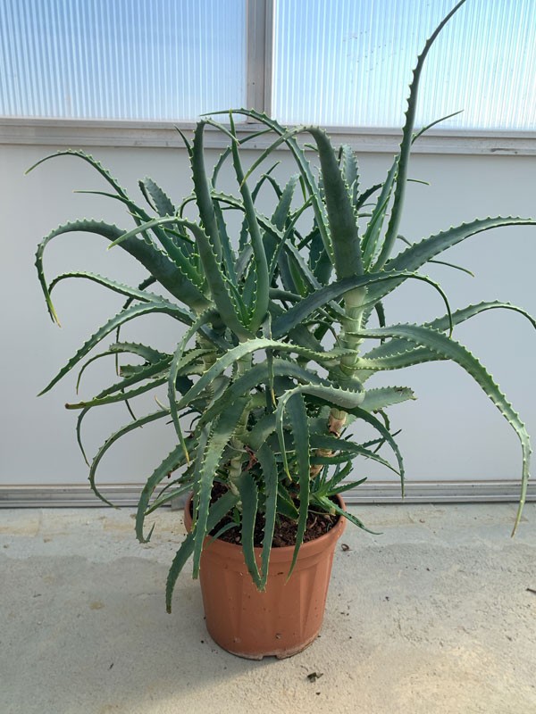 Aloe Vera Barbadensis 65 cm (varsta 7-8 ani) - planta vindecatoare