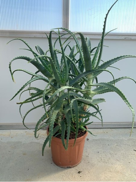 Pianta di Aloe Arborescens di 4 anni-Piante di Aloe