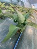 Succo Kalanchoe Daigremontiana, Succo Puro 250ml-Aloe puro
