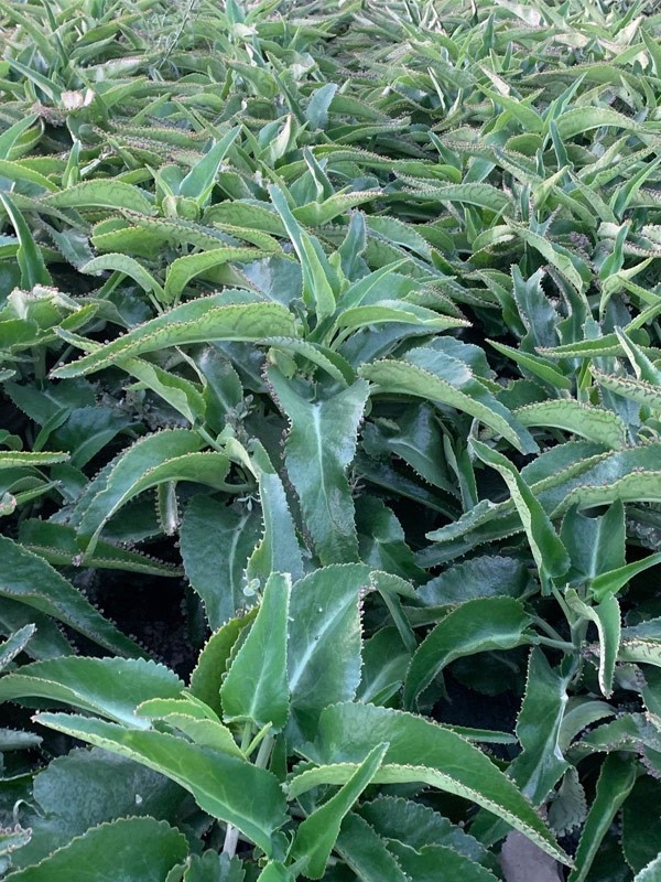 Pianta di Kalanchoe Daigremontiana-Piante della Salute