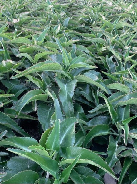 Kalanchoe Daigremontiana Plant