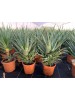 Large Leaf Aloe Arborescens plant – 6 Years old 