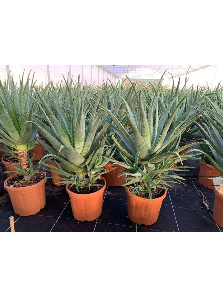 Pianta di Aloe Arborescens di 5-6 anni a foglia grande-Piante di Aloe