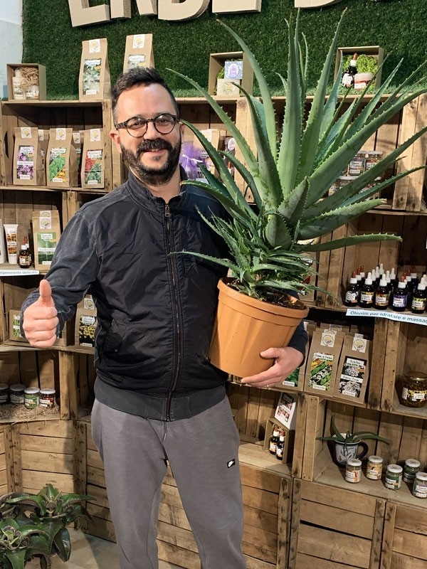 Pianta di Aloe Arborescens di 5-6 anni a foglia grande-Piante di Aloe