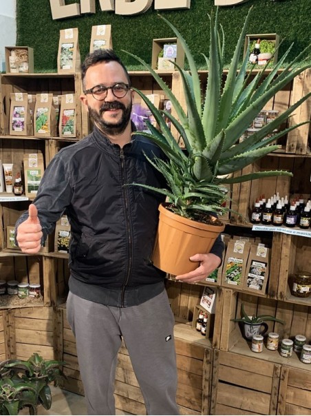 Pianta di Aloe Arborescens di 5-6 anni a foglia grande-Piante di Aloe