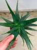 Pianta di Aloe Arborescens di 4 anni a foglia grande-Piante di Aloe