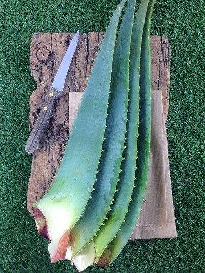 Foglie fresche di Aloe Arborescens a Foglia Grande-Foglie di Aloe