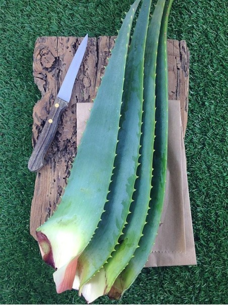 Foglie fresche di Aloe Arborescens a Foglia Grande-Foglie di Aloe