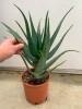 Large Leaf Aloe Arborescens plant – 4 Years old