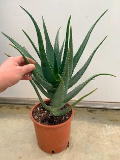 Pianta di Aloe Arborescens di 4 anni a foglia grande-Piante di Aloe 2