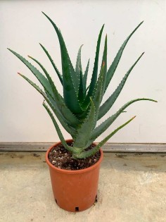 Large Leaf Aloe Arborescens plant – 4 Years old
