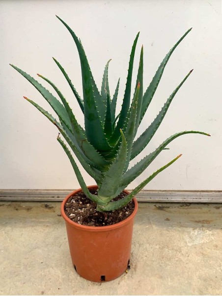 Pianta di Aloe Arborescens di 4 anni a foglia grande-Piante di Aloe