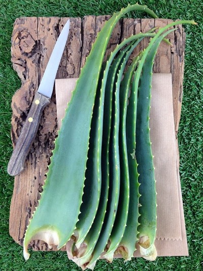 Foglie fresche di Aloe Arborescens Miller-Foglie di Aloe