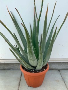 Pianta di Aloe Vera di 6 anni-Piante di Aloe 2