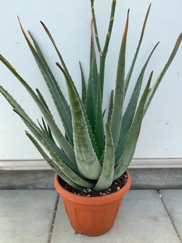 Pianta di Aloe Vera di 5 anni-Piante di Aloe
