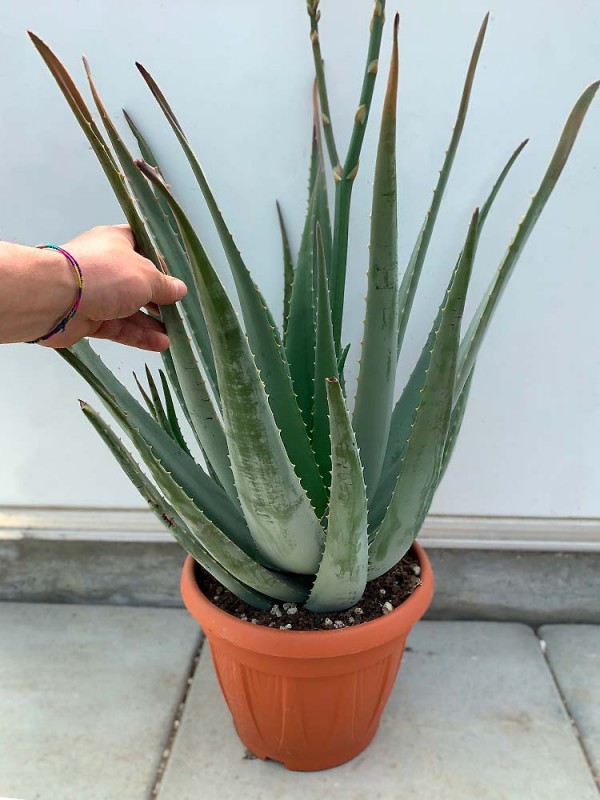 Aloe Vera Plant with Flower – 6 Years Old