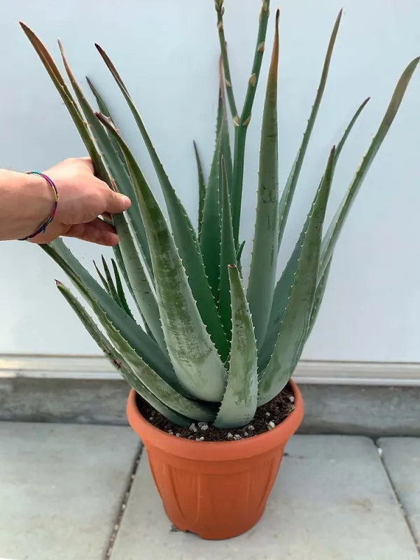 Aloe Arborescens In Vaso Ceramica – Pianta Vera Di 15 Anni, Con Omaggio Segreto