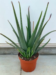 Aloe Vera Plant - 4 Years old 2