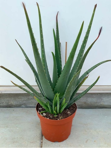 Pianta di Aloe Vera di 4 anni-Piante di Aloe