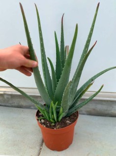Aloe Vera Plant - 4 Years old