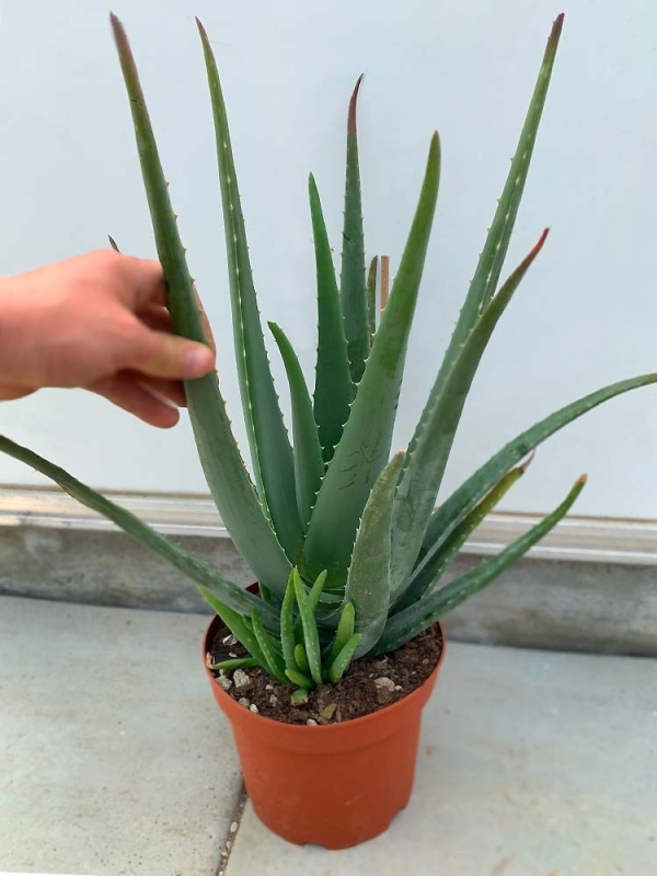Pianta di Aloe Vera di 4 anni-Piante di Aloe