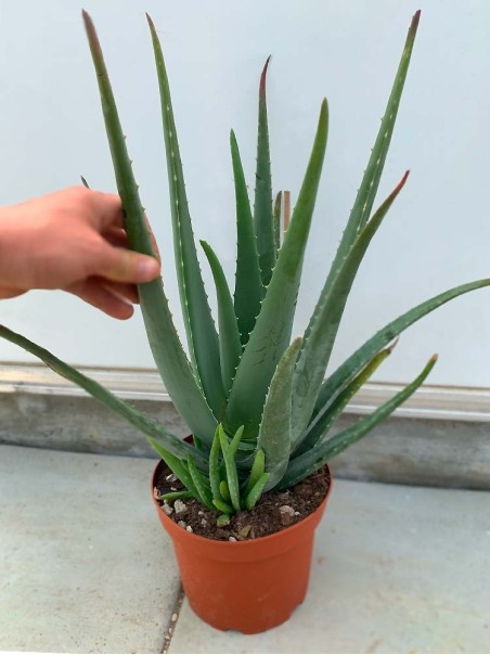 Pianta di Aloe Vera di 4 anni-Piante di Aloe