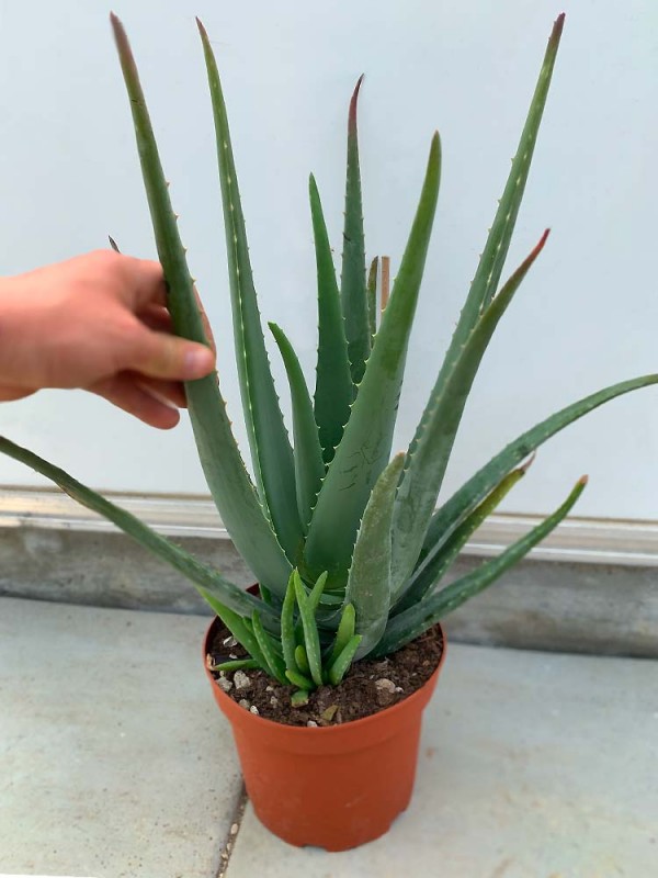 Vera aloe Growing Aloe
