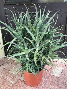 Pianta di Aloe Arborescens di 7 anni-Piante di Aloe