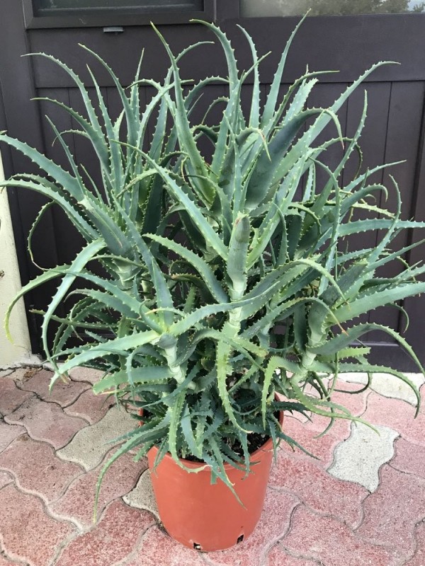 Aloe Arborescens Plant - 7 Years old