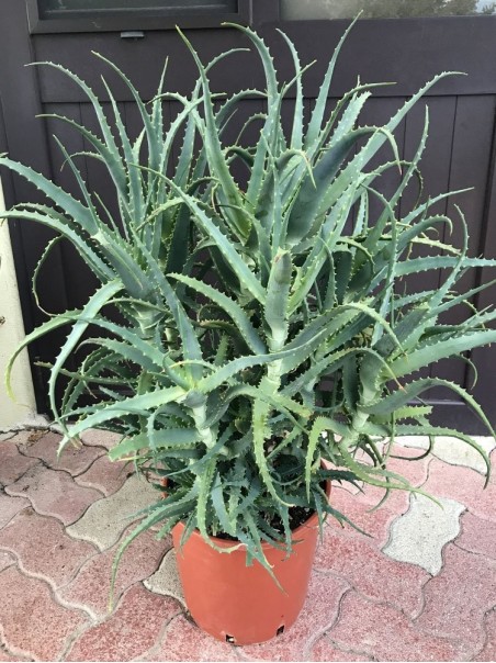 Pianta di Aloe Arborescens di 7 anni-Piante di Aloe