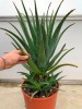 Large Leaf Aloe Arborescens plant – 7 Years old