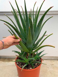 Pianta di Aloe Arborescens di 7 anni a foglia grande-Piante di Aloe 2