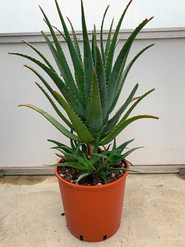 Large Leaf Aloe Arborescens plant – 7 Years old